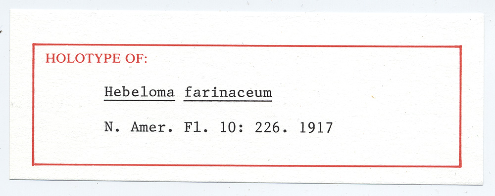 Hebeloma farinaceum image