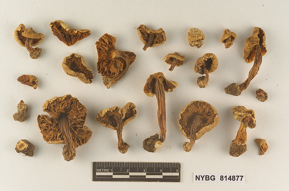 Hebeloma cinchonense image