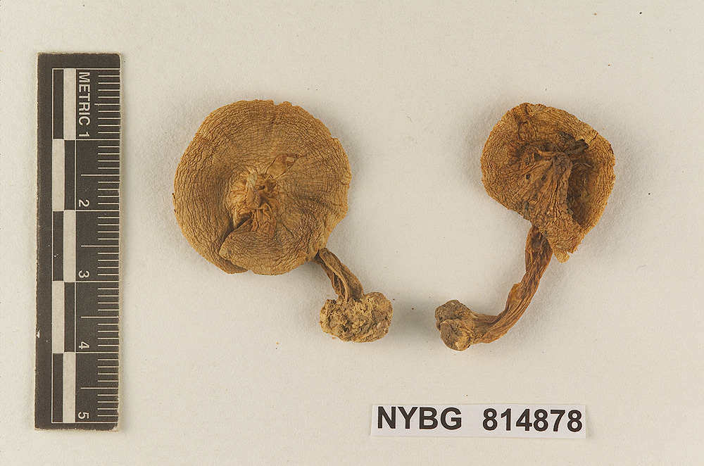 Hebeloma cinchonense image