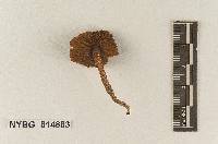 Hebeloma floridanum image