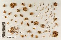 Hebeloma gregariiforme image