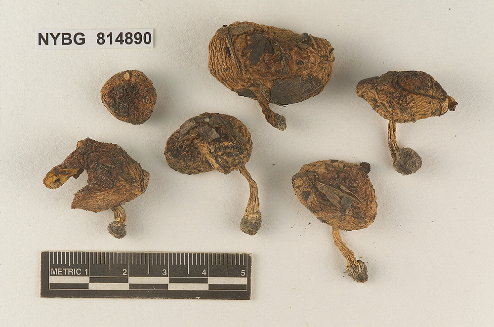Hebeloma weberi image