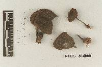 Lepiota abruptibulba image