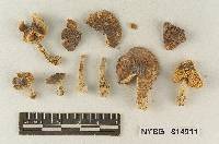 Lepiota amanitiformis image