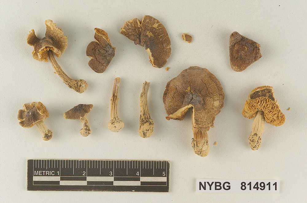 Lepiota amanitiformis image