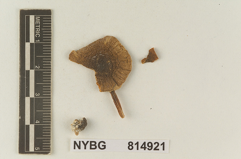 Lepiota broadwayi image