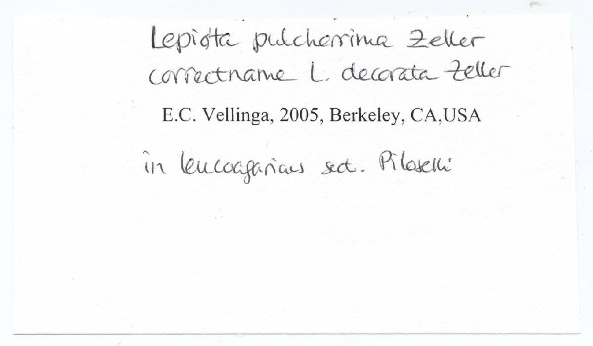 Lepiota pulcherrima image