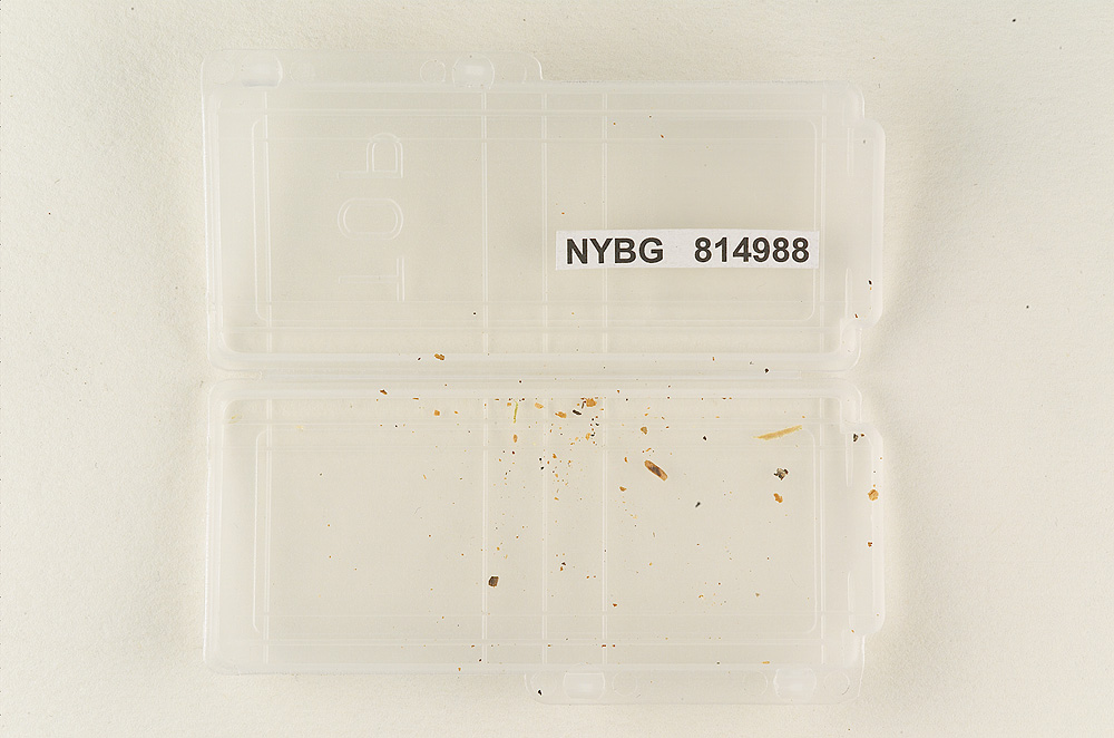 Tubaria luteoalba image