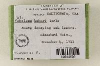 Hebeloma bakeri image