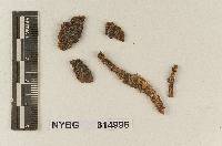 Lyophyllum palustre image