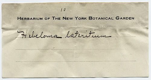 Hebeloma lateritium image