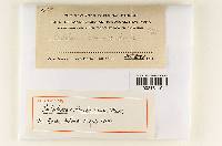 Entoloma adirondackense image