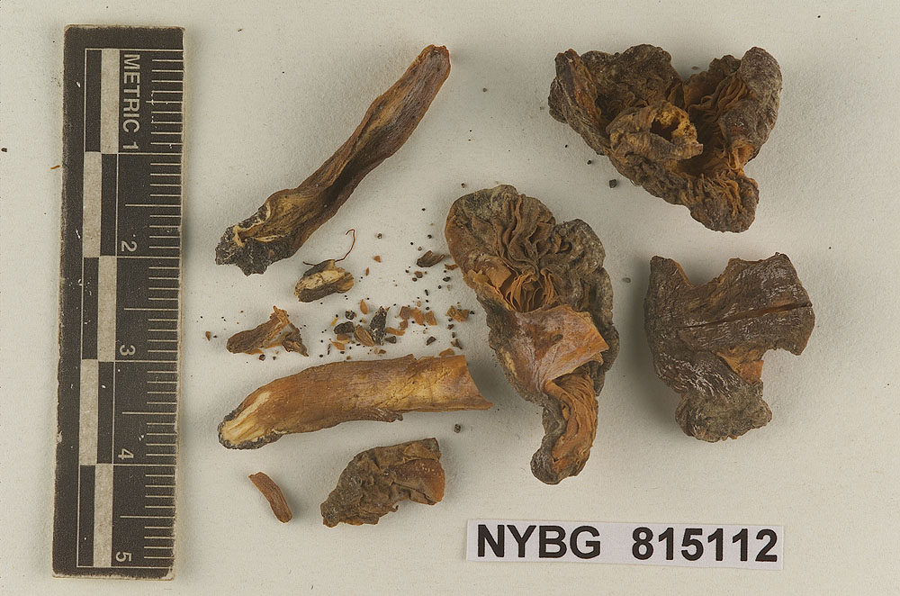 Entoloma alcalinum image