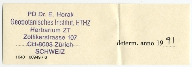 Entoloma angustifolium image