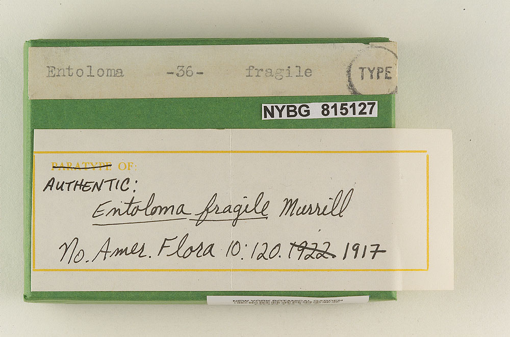 Entoloma imbecille image