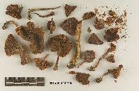 Entoloma imbecille image