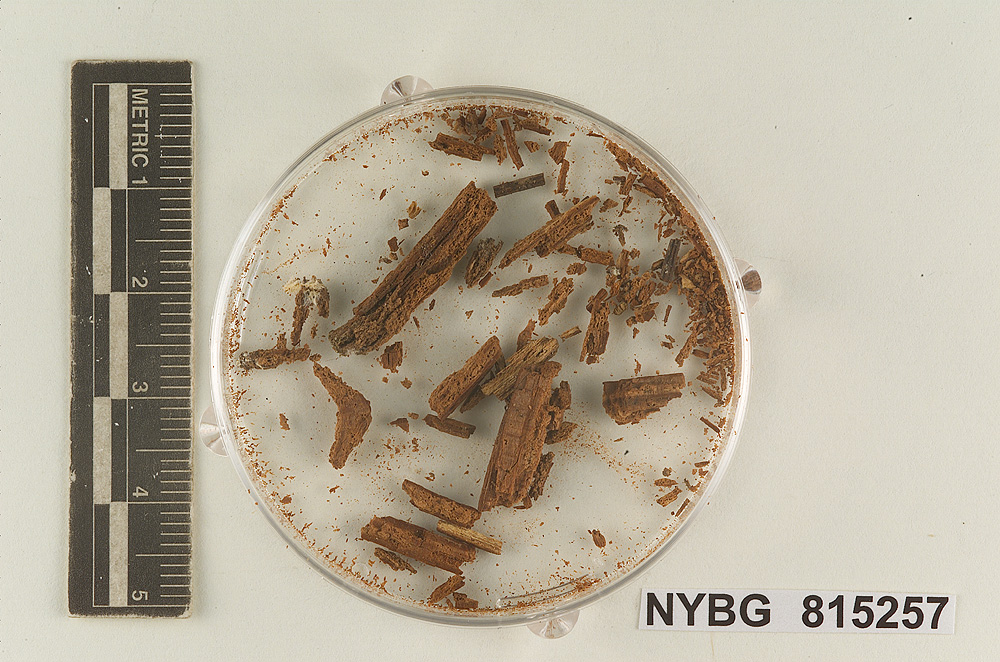 Claudopus avellaneus image