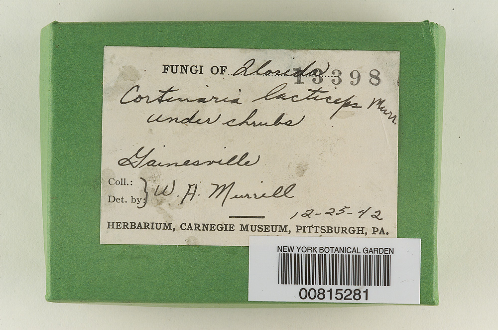 Cortinarius lacticeps image