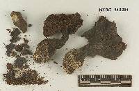 Cortinarius radians image
