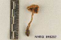 Cortinarius sterilis image