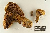 Cortinarius validipes image