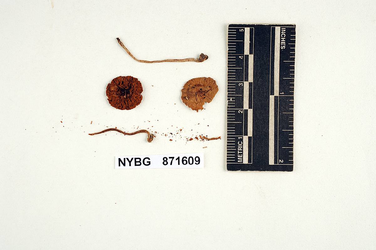 Conocybe rickeniana image