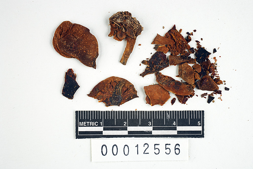 Cystoderma jasonis image