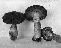 Suillus cavipes image