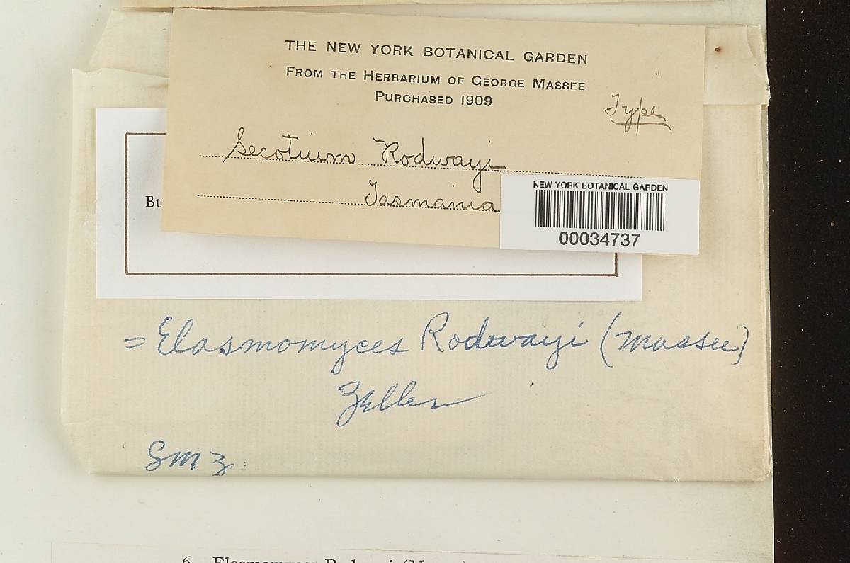 Cystangium rodwayi image