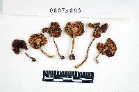 Inocybe prominens image