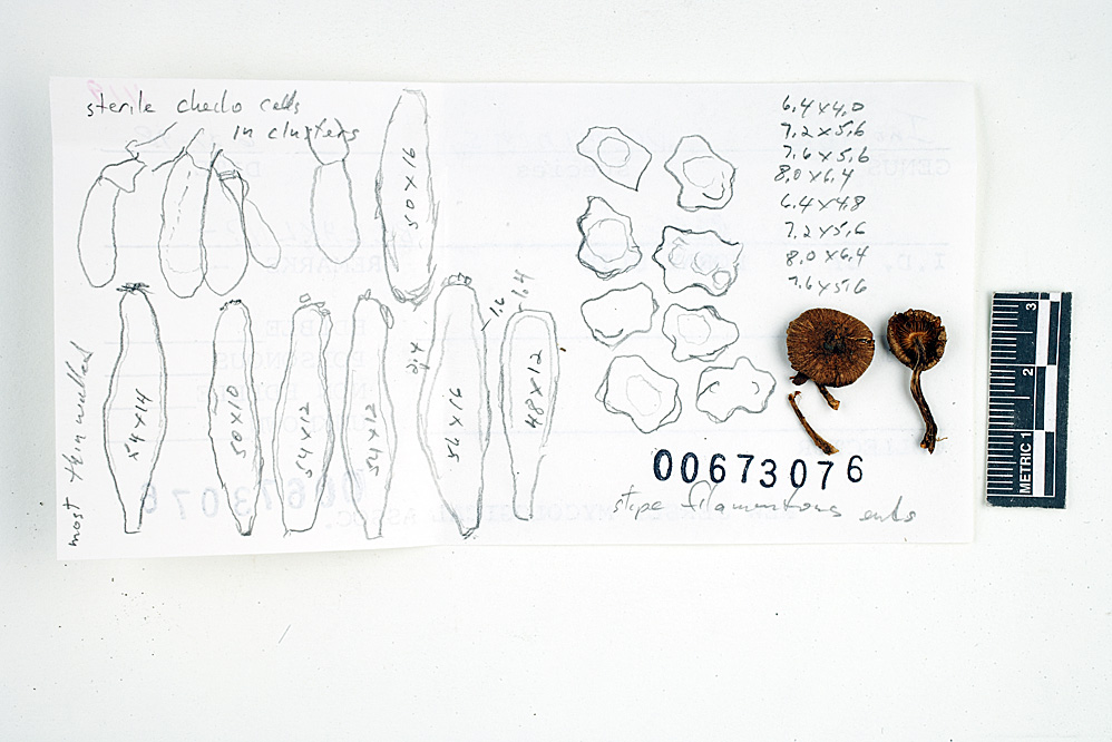 Inocybe prominens image