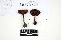 Inocybe nodulosa image