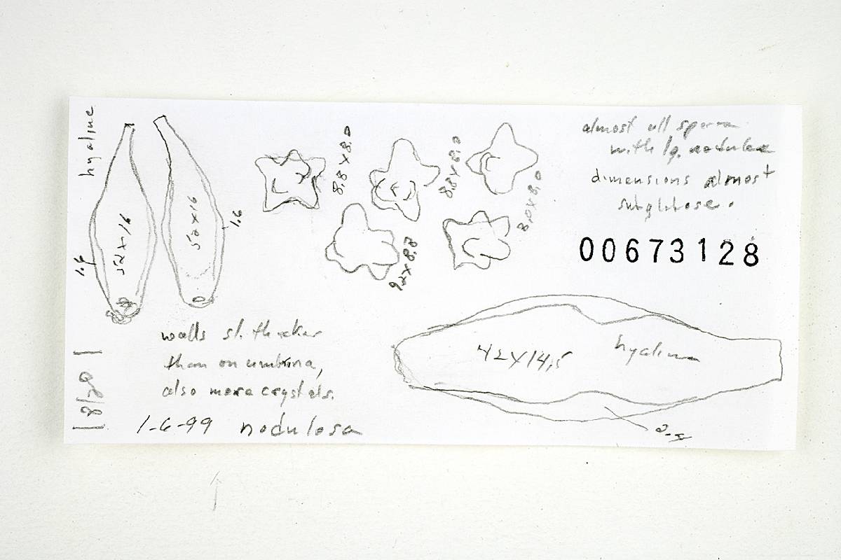 Inocybe nodulosa image