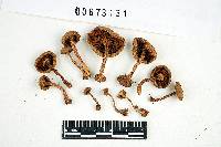 Inocybe hystrix image