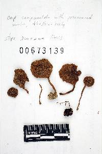 Inocybe lacera image