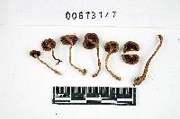 Inocybe cincinnata image