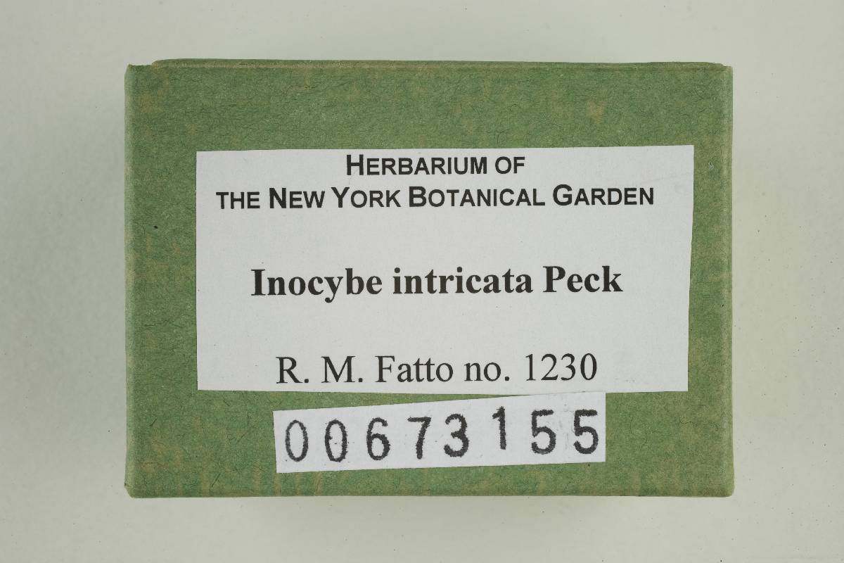 Inocybe intricata image