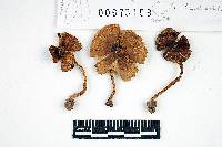 Inocybe prominens image