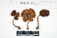 Inocybe prominens image