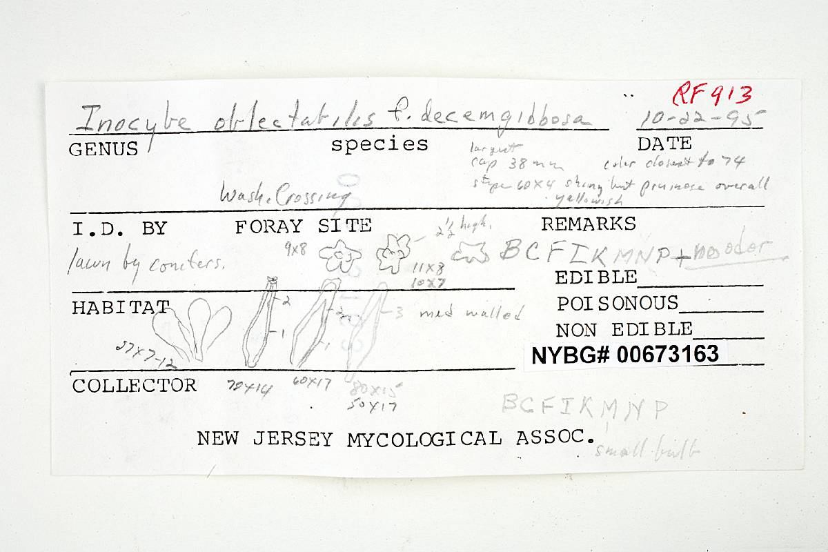 Inocybe decemgibbosa image