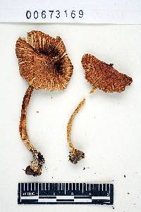 Inocybe fastigiella image