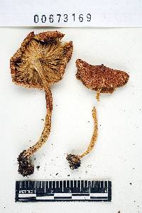 Inocybe fastigiella image