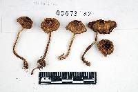 Inocybe variabillima image