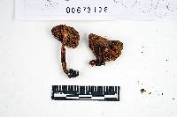 Inocybe rimosa image