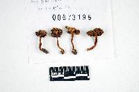 Inocybe rimosoides image