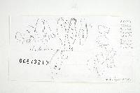 Inocybe umbrina image