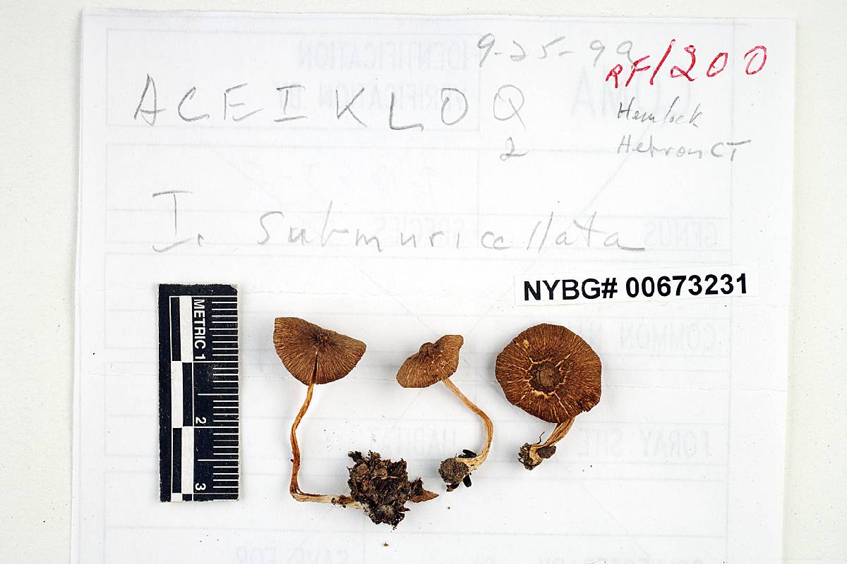 Inocybe submuricellata image