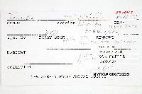 Inocybe tubarioides image