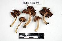 Inocybe subdestricta image