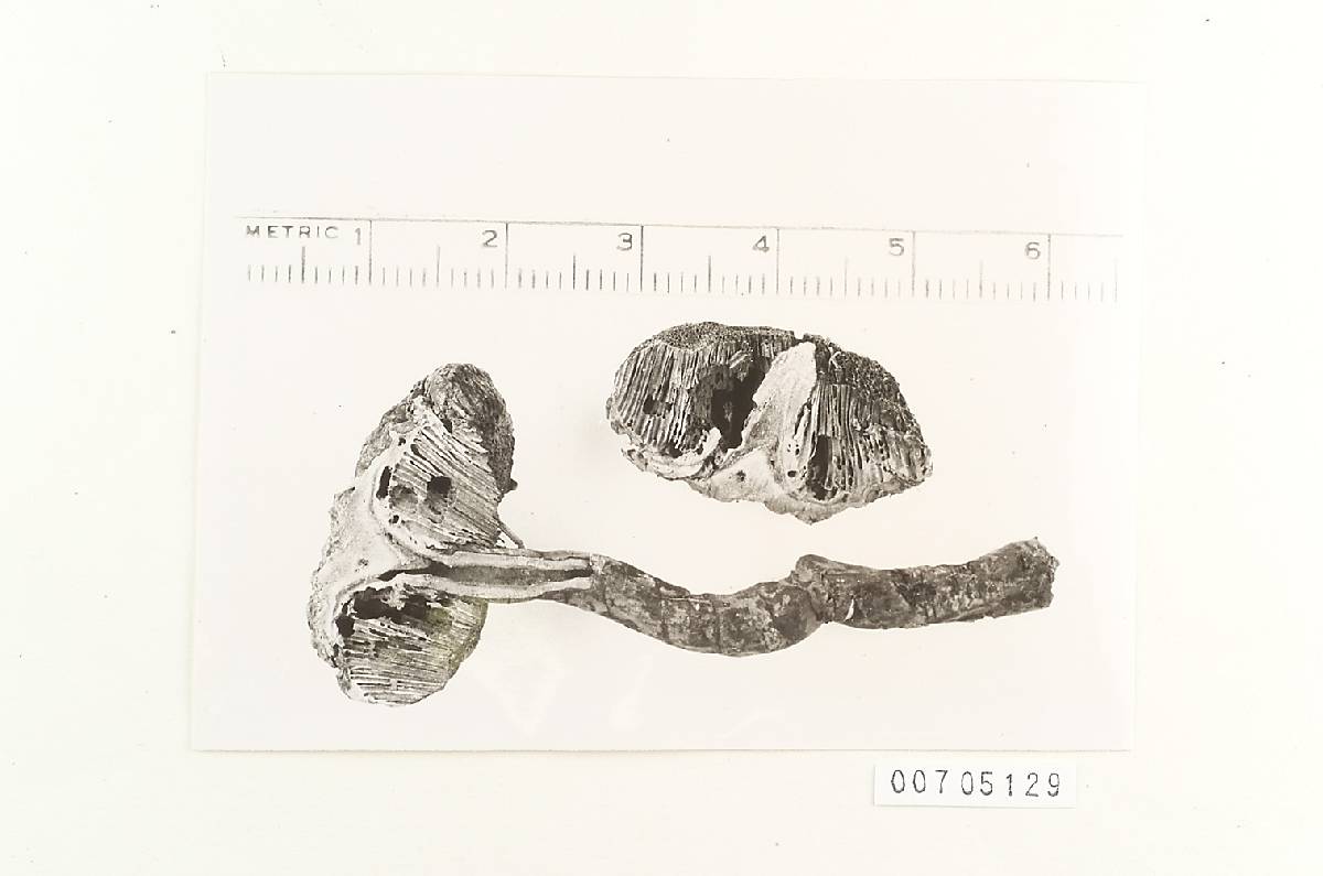 Amauroderma insulare image